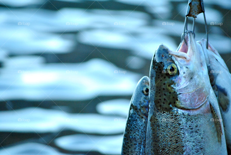 Caught trout fish in lake