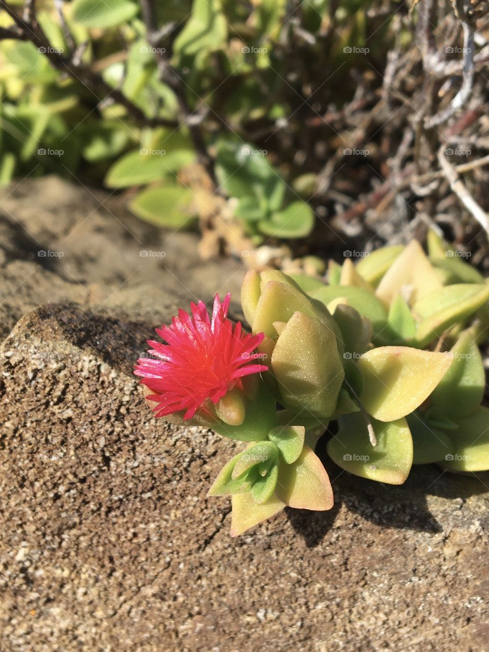 Little pink flower of succulent 