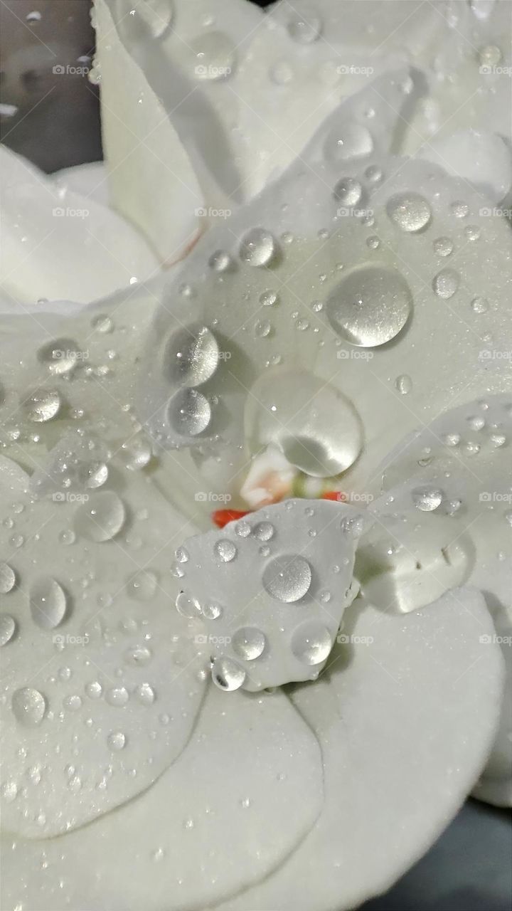 Macro photo of dew on a flower