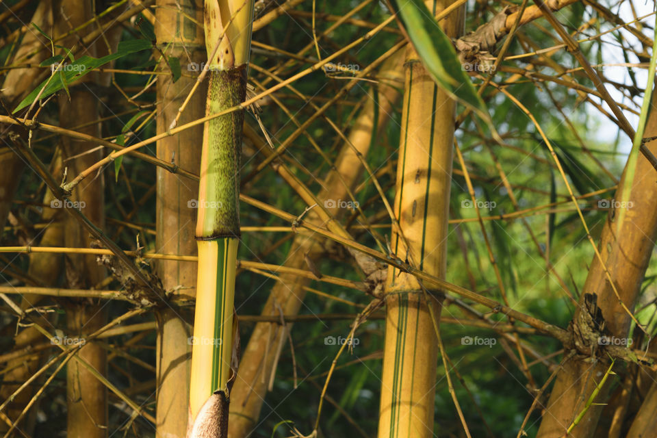 Bamboo in nature