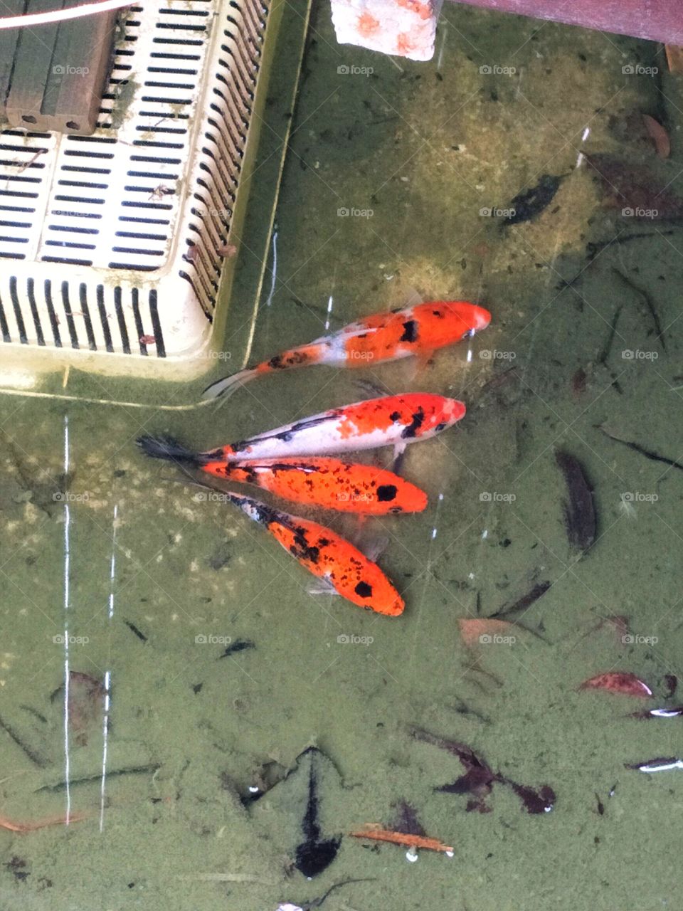 Clean the fish pond garden