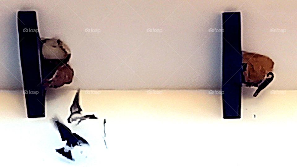 Golondrinas y sus nidos