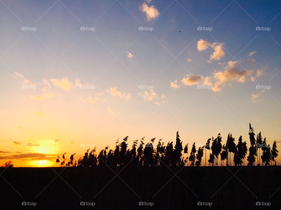 Pretty sunset with Silhouettes 