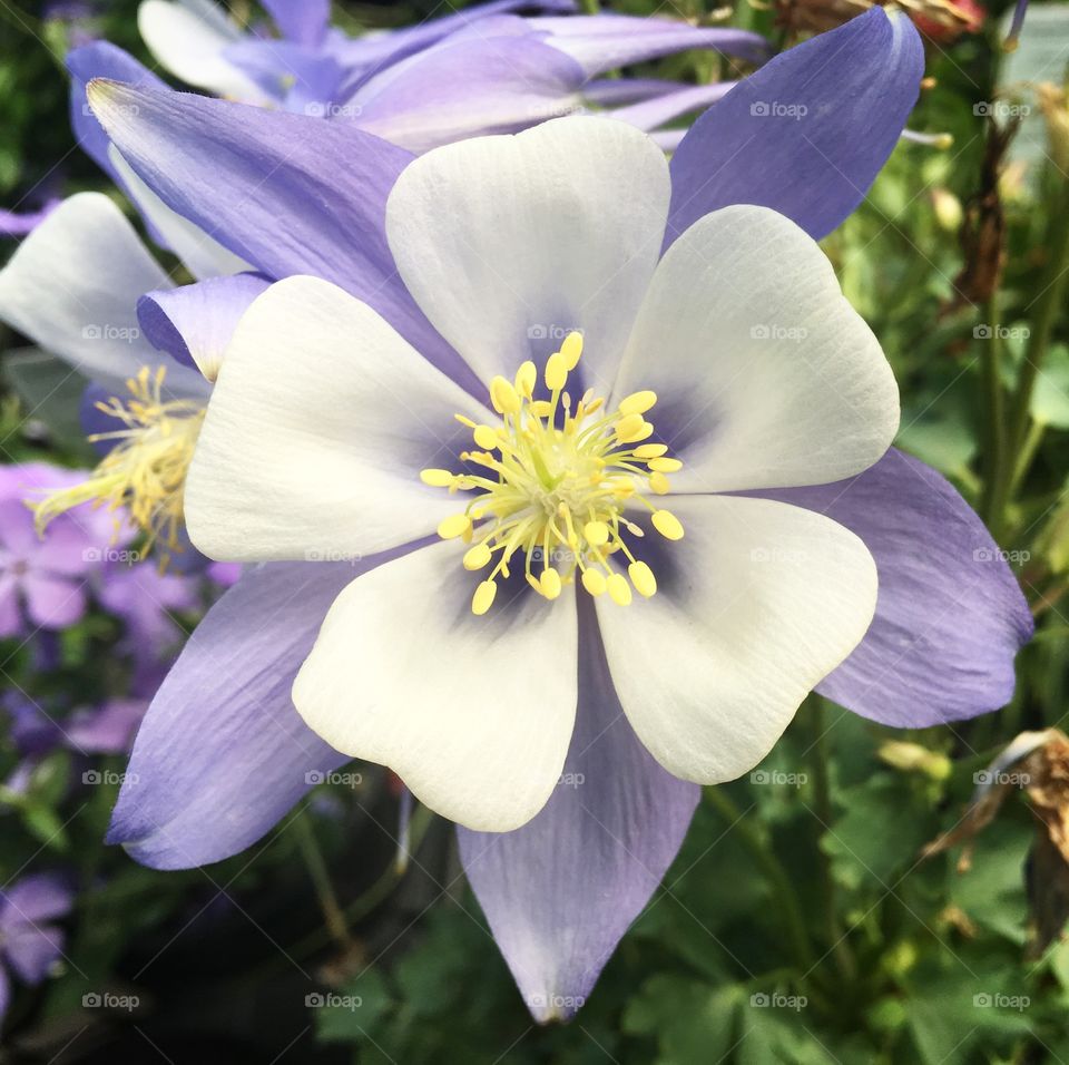 Blue songbird columbine