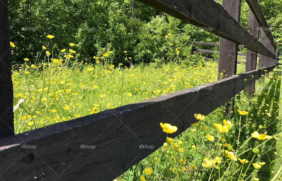 Looking through fence at a field of wild buttercups