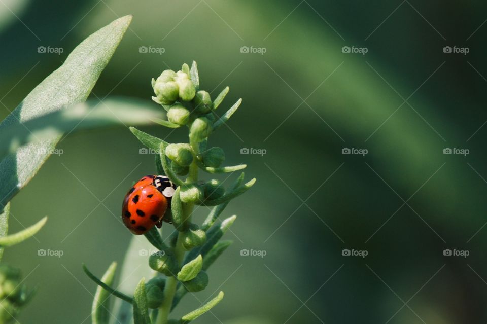 Ladybug looking for food 