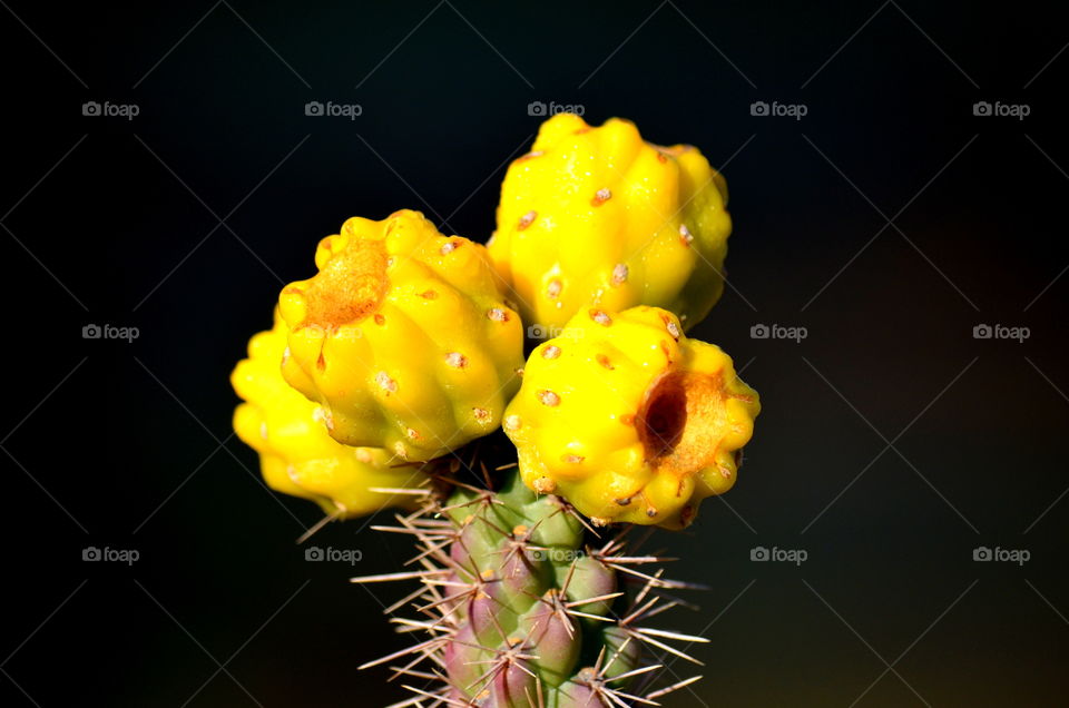 Cactus