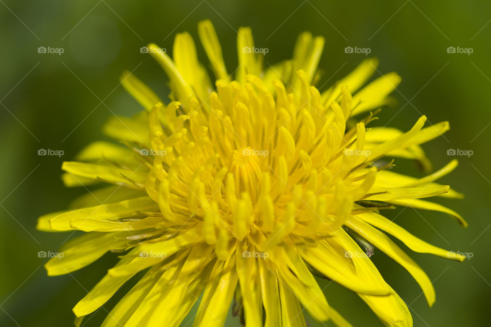 yellow dandelion close up.
