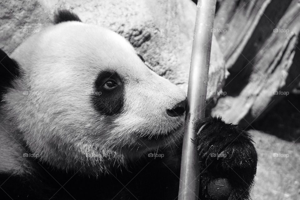 white black lunch panda by lukemarazzi