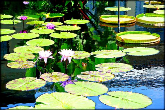 Water garden 