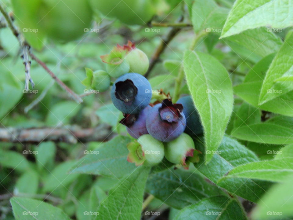 Wild blueberries. Ripening wild blueberries