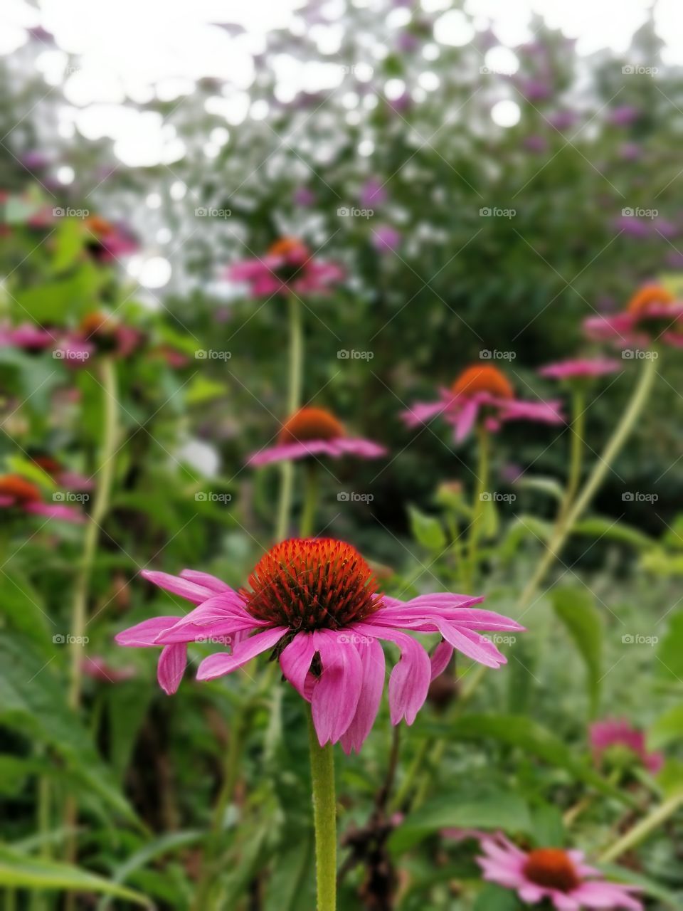 echinacea