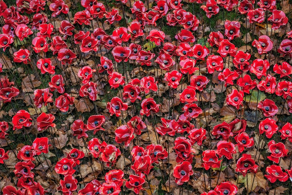 Remembrance Poppies, Tower of London, 2014, Pic 002
