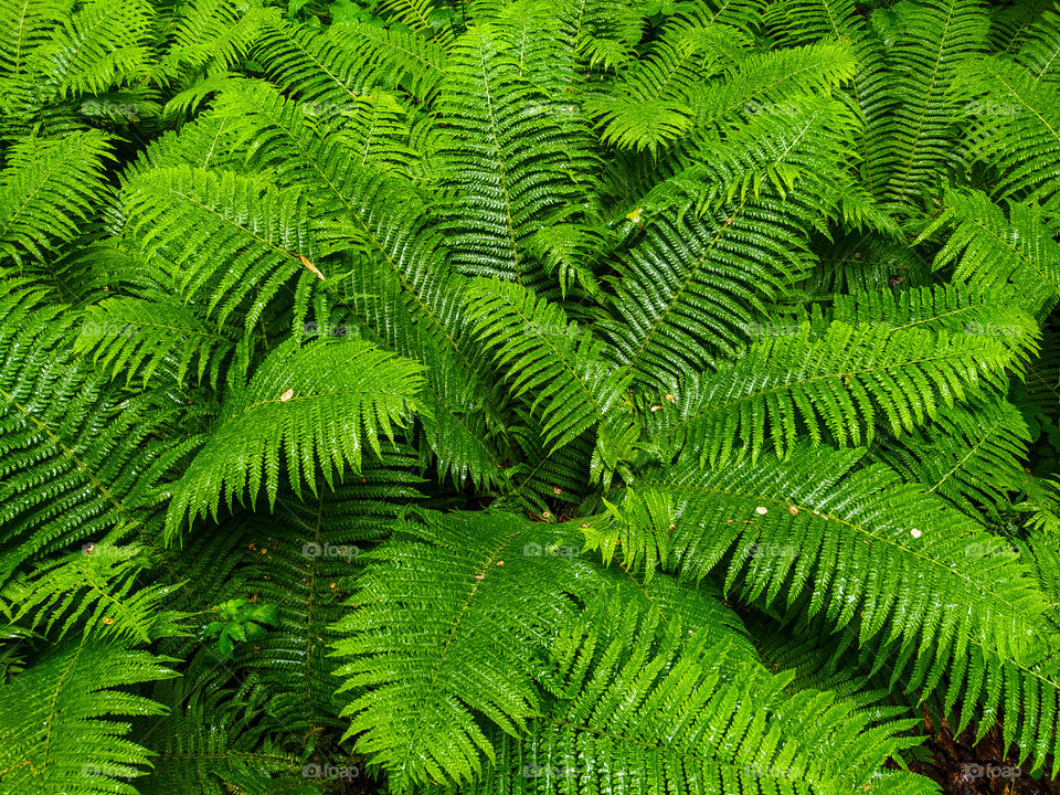 Ferns