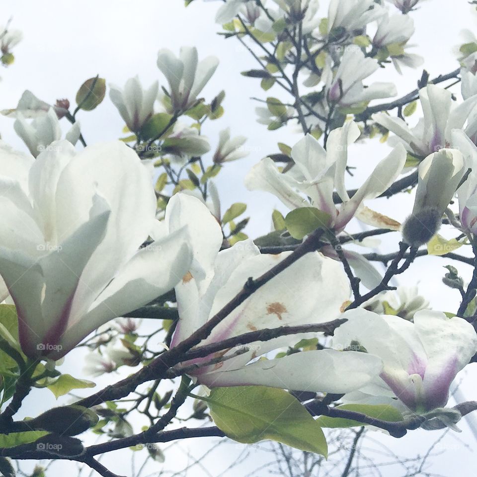 Magnolia