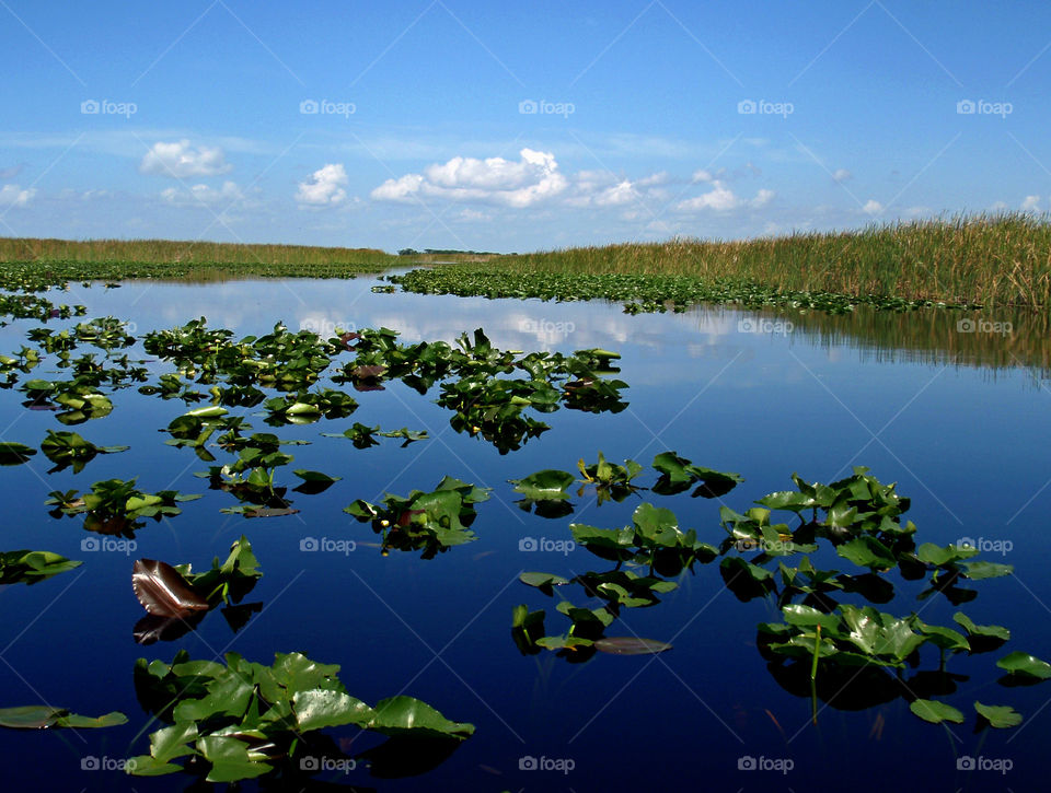 Florida Everglades