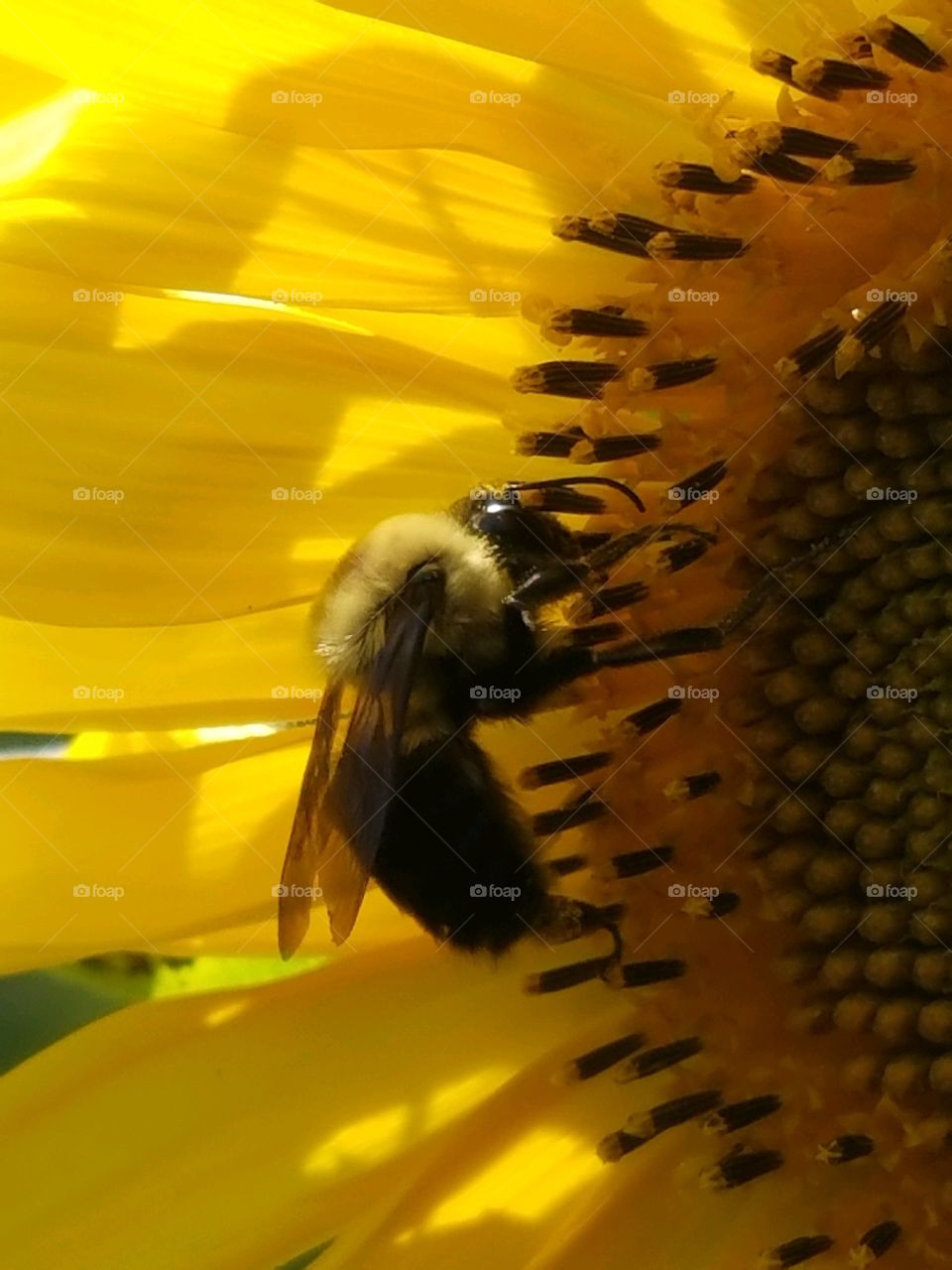 #clash of colour - Bumblebee collecting pollen & nectar from a backyard sunflower. Closeup pic.      photo.