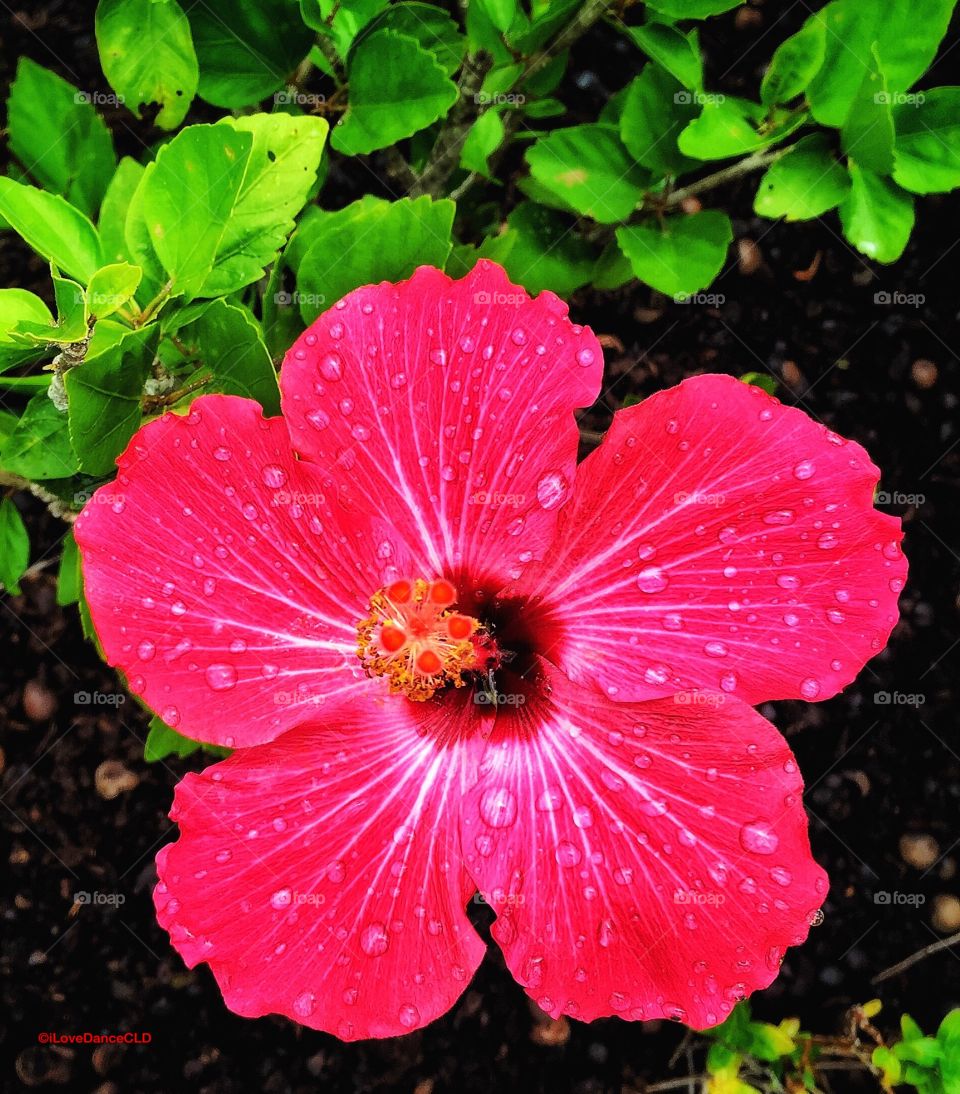 Giant hibiscus flower with fresh raindrops.