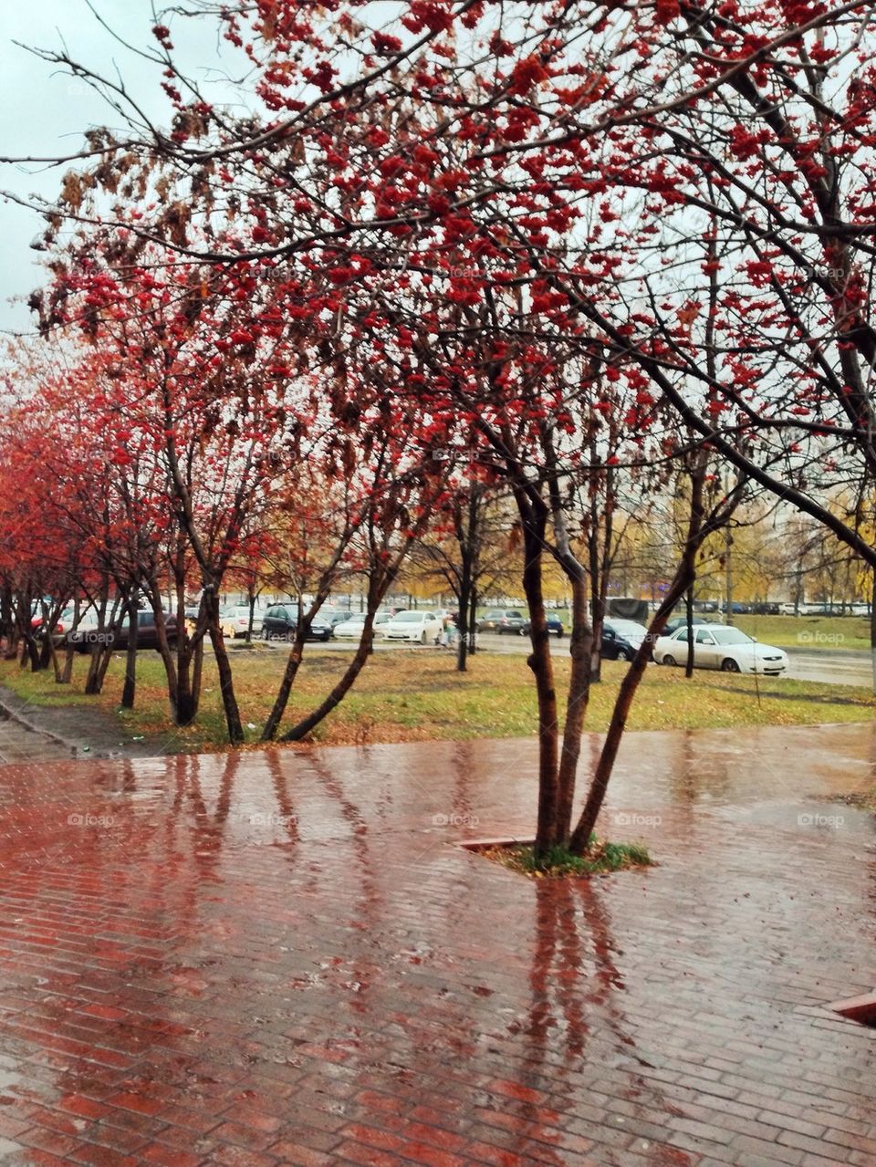 Trees on the street , рябина