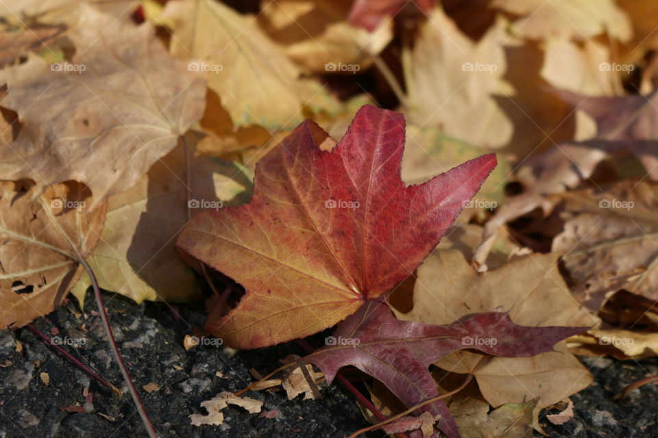 Autumn colors