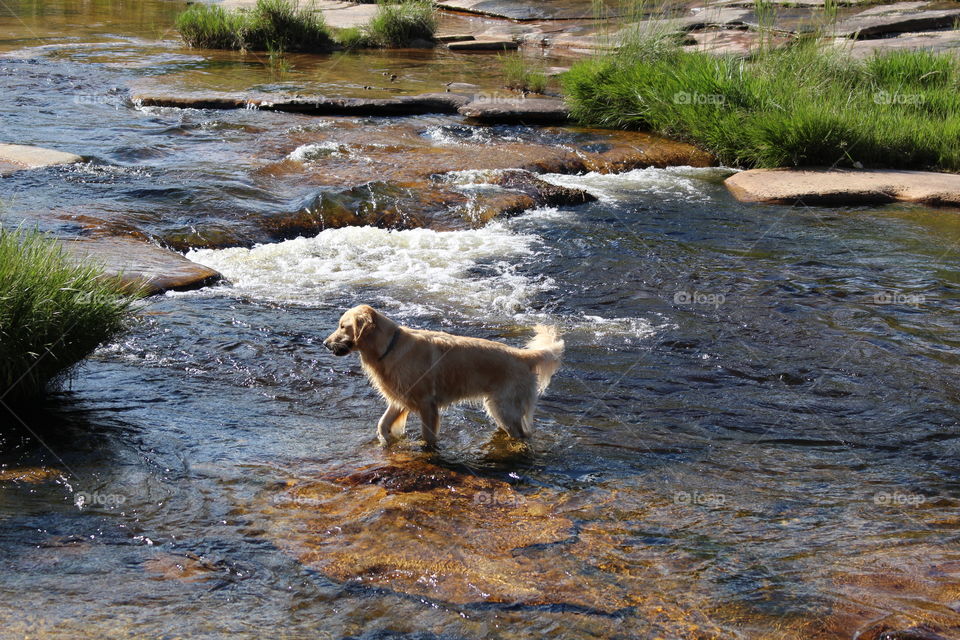 Golden retriever puppy swimming in the river