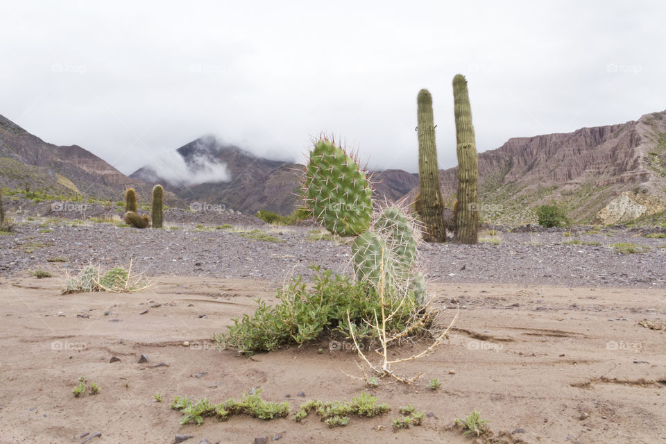 Cactus in Atacama Desert.