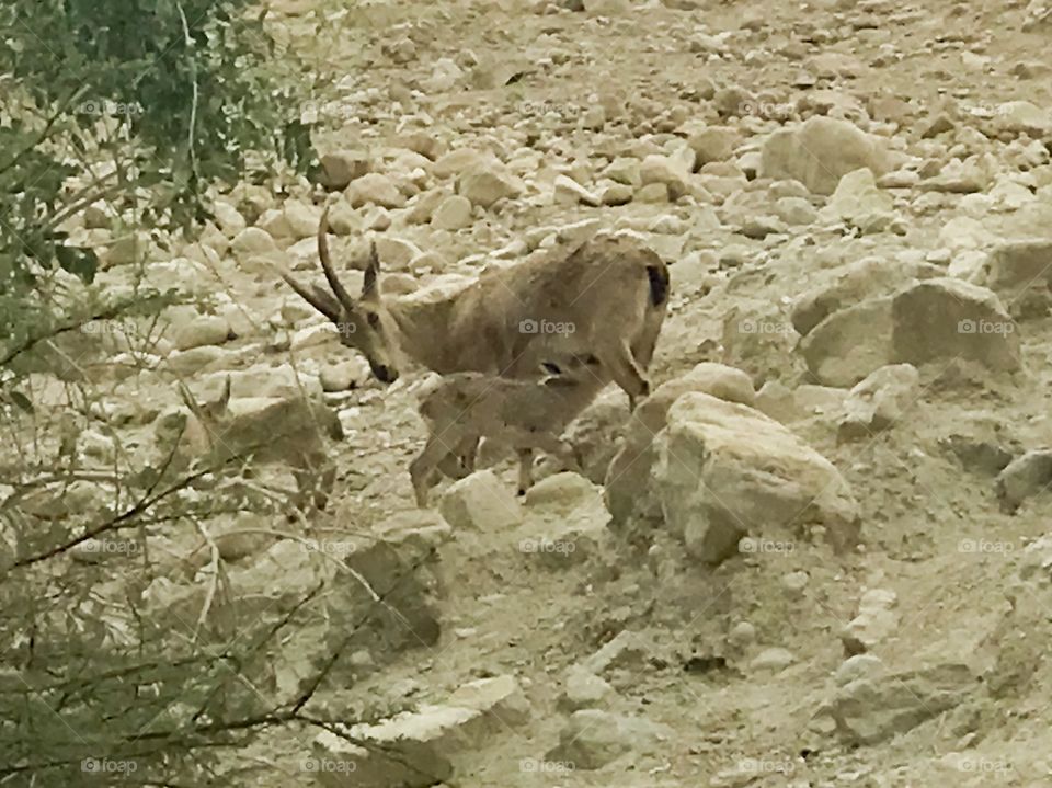 Wildlife  Mother and baby ibex