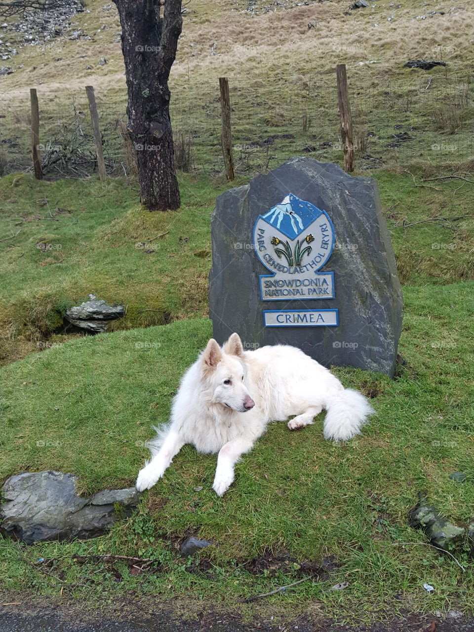 white german shepherd