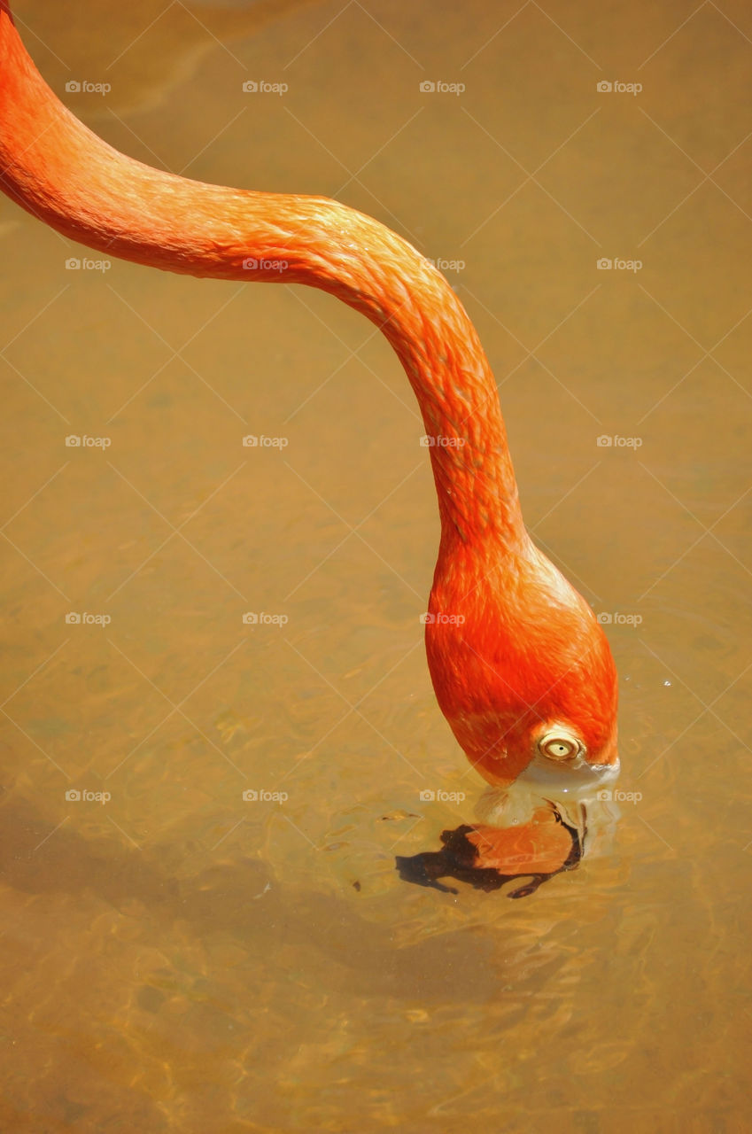 Pink Flamingo taking a drink of water.