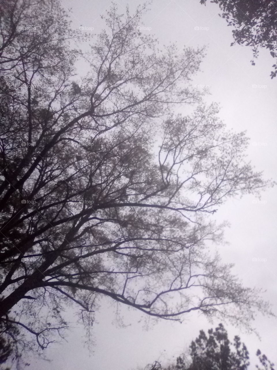 a tree in the fog in front of a dark but calm sky. not many leaves.