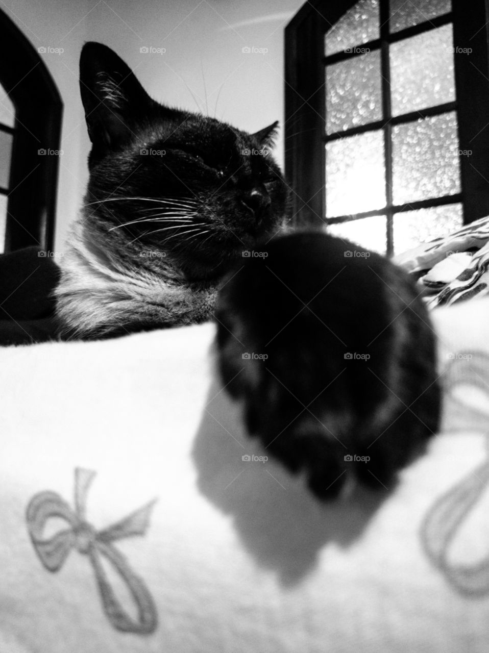 B&W Cat Anúbis lazzy