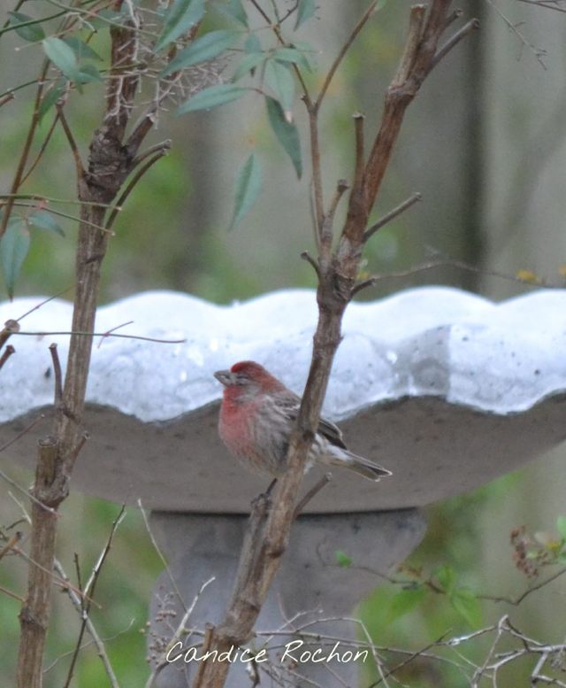House Finch