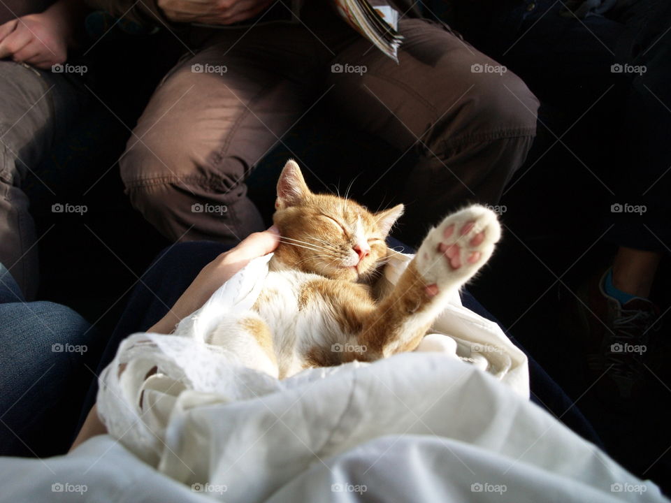 relaxed cat travelling