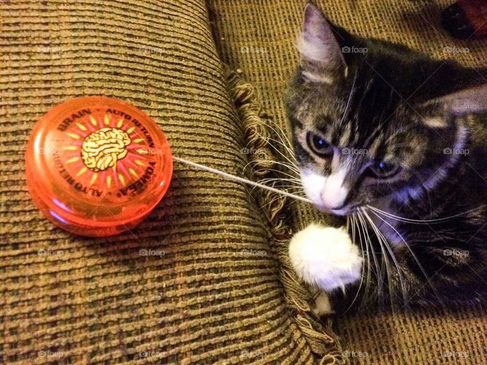 Yoyo cat