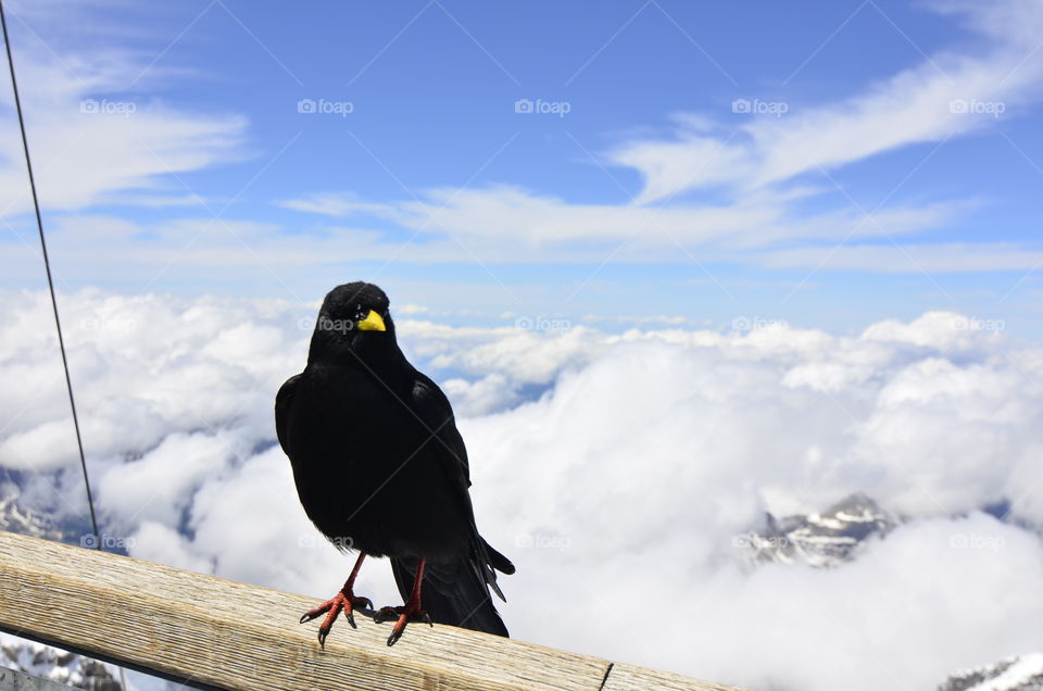 Close-up of bird perching on wooden