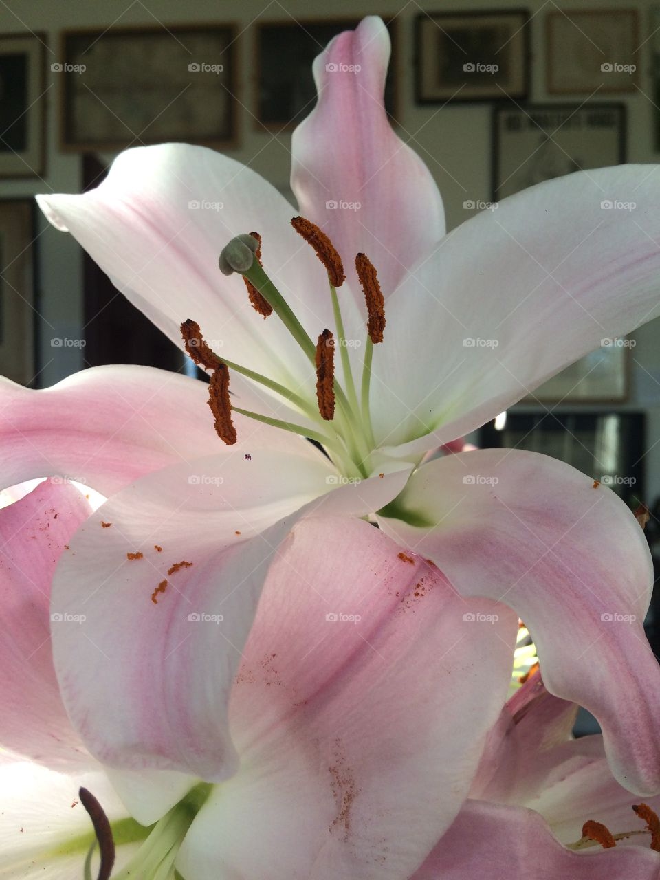 Flower, Lily, Nature, No Person, Wedding