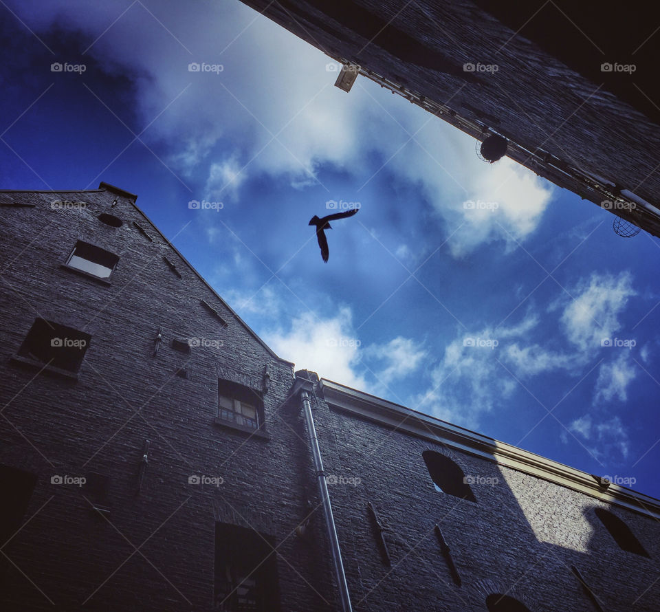 Black bird flying over a narrow street between black-painted houses in Amsterdam 