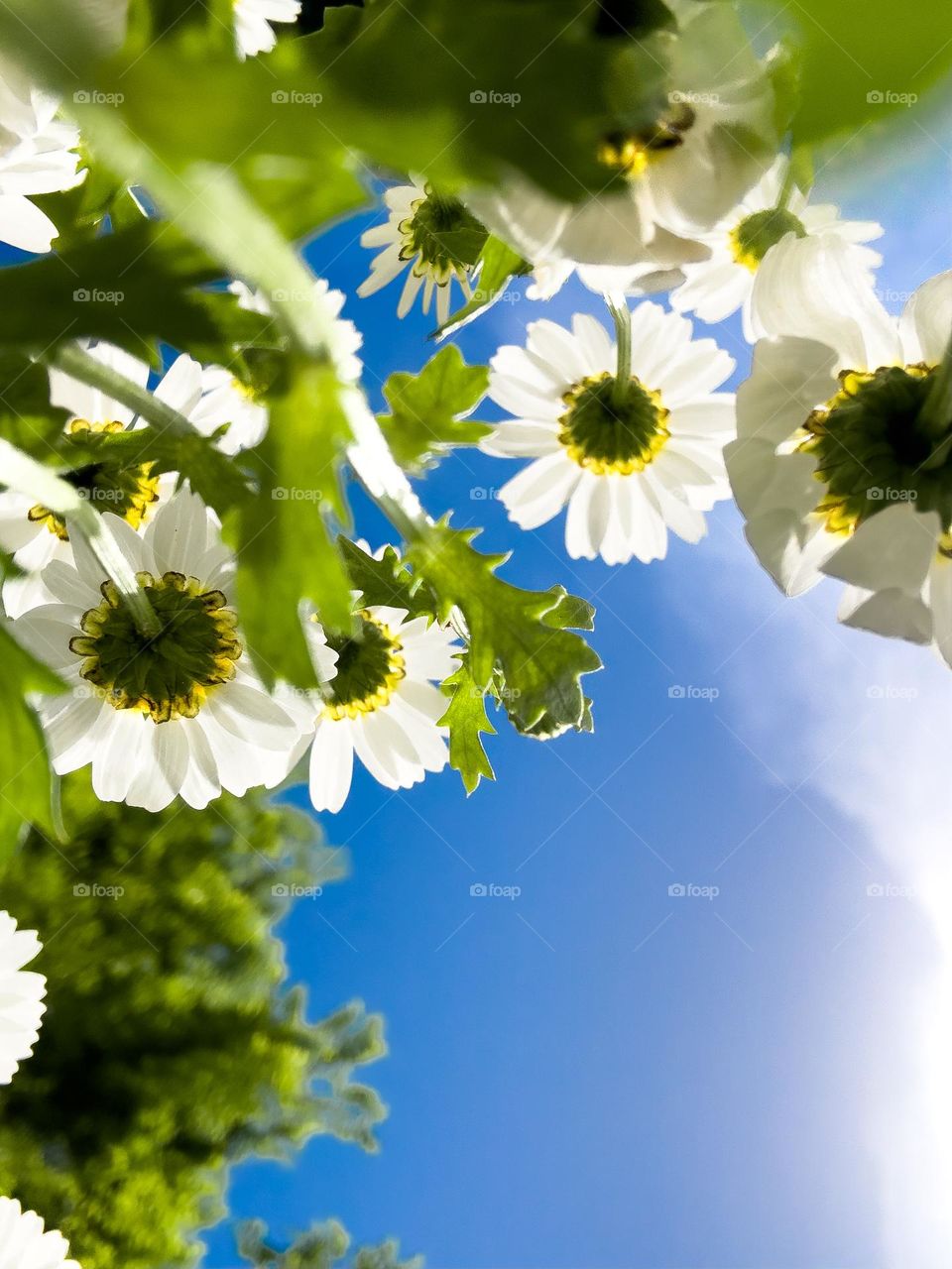 A bug's-eye view: Gazing up at a canopy of daisies against the clear blue sky.