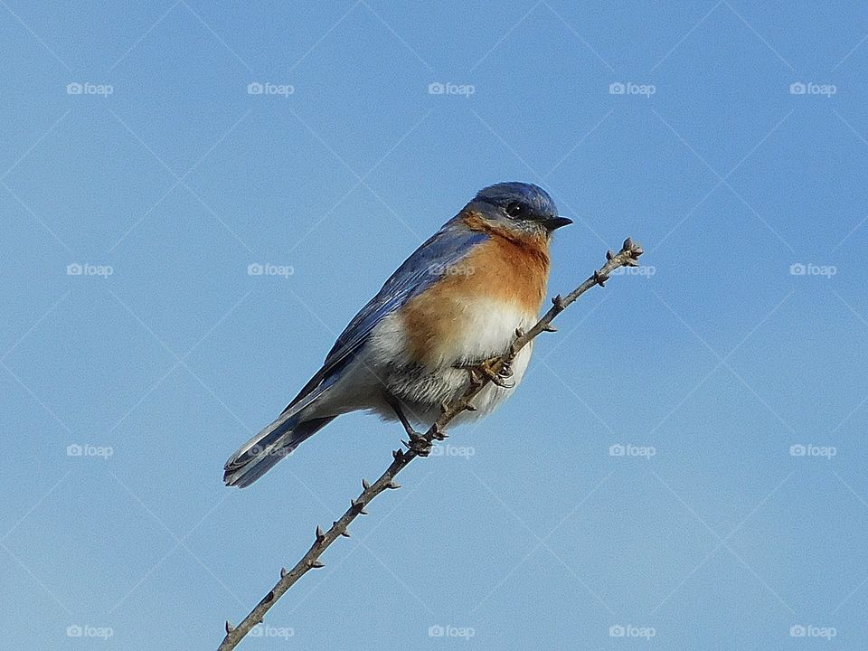 Memories of summer - An Eastern Blue Bird perches on a tree branch overlooking the edge of the forest