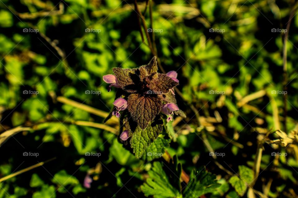Plant with purple pods in the early morning sunshine