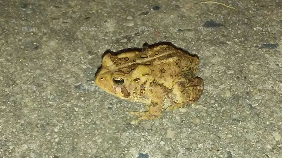 Mr toads wild ride