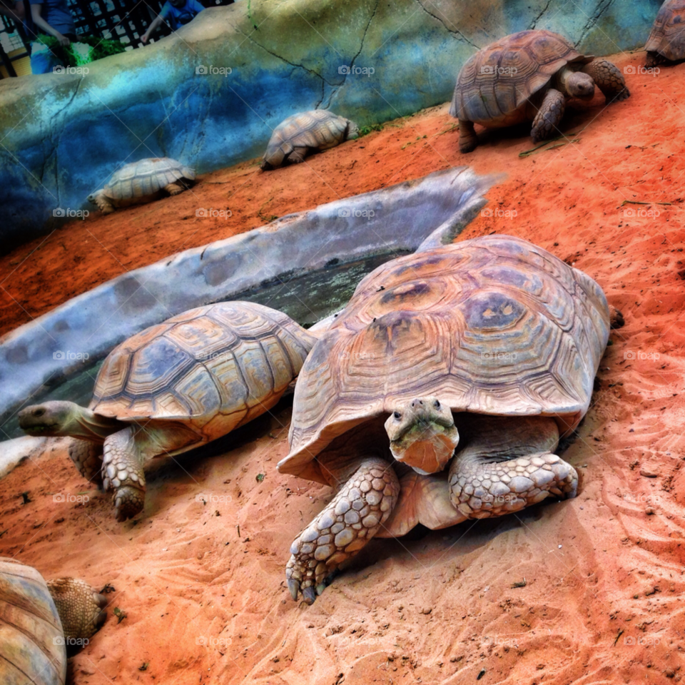 zoo reptiles turtles tortoise by obnasr
