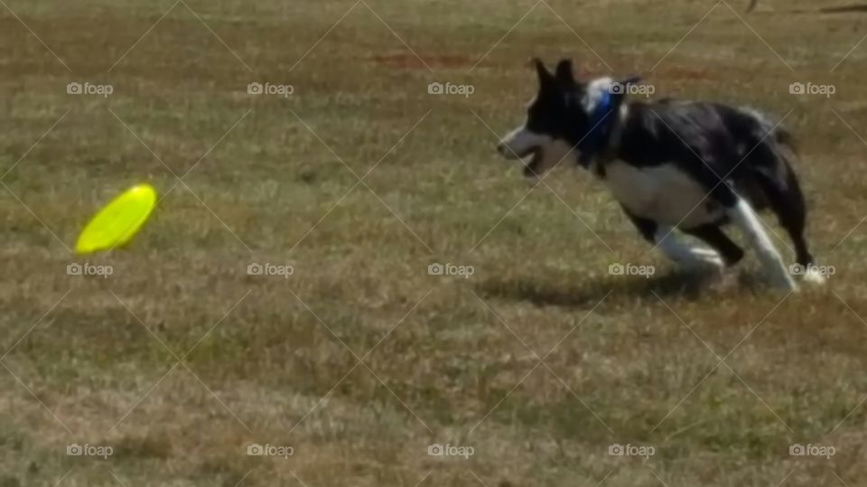 Frisbee with the pup