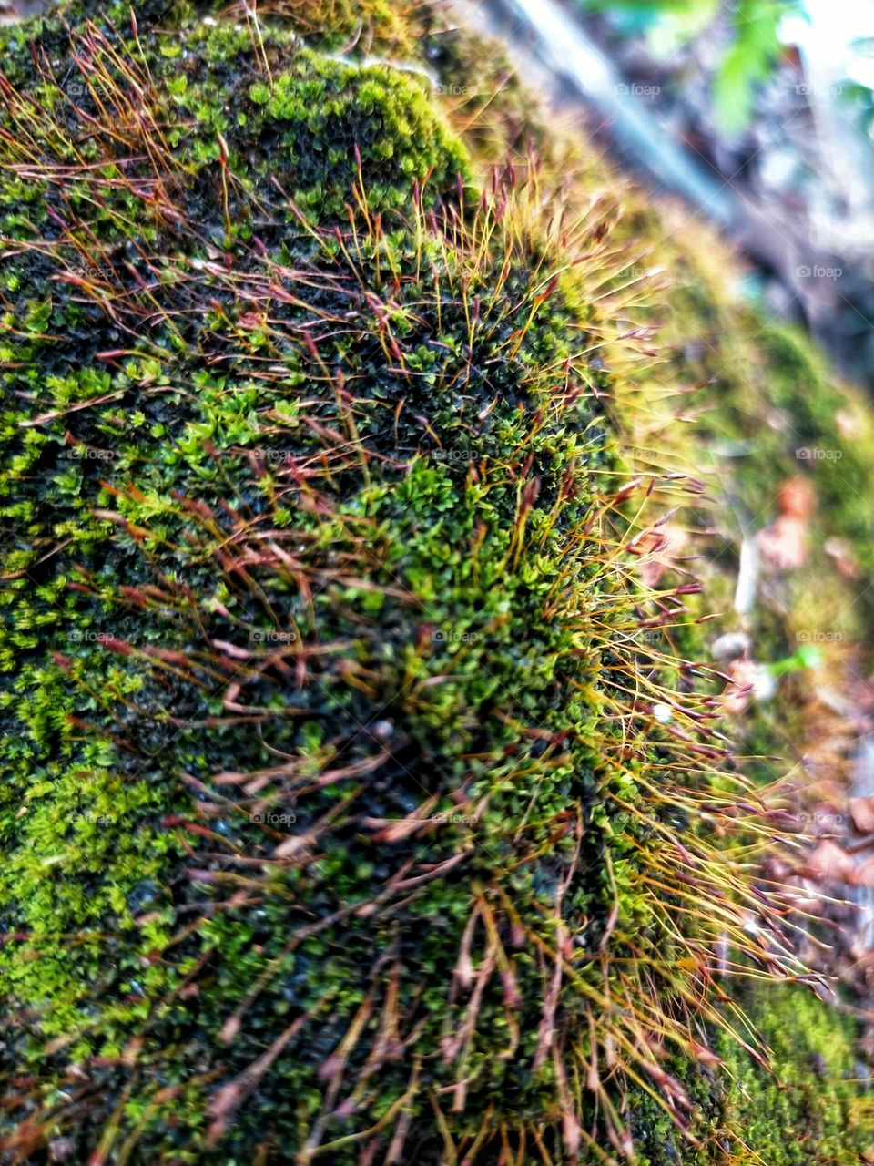 moss background photo