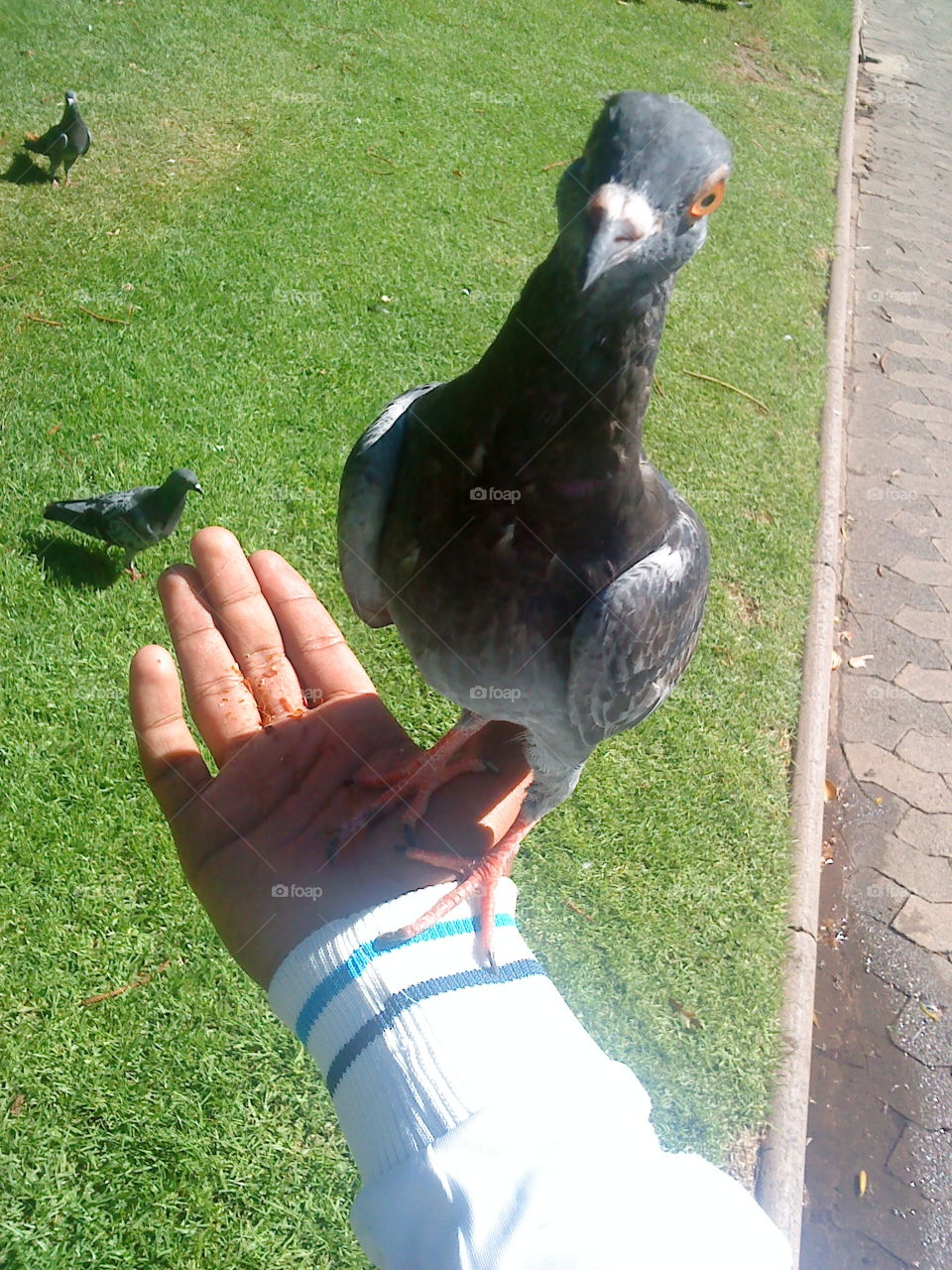 whats up ma pigeon