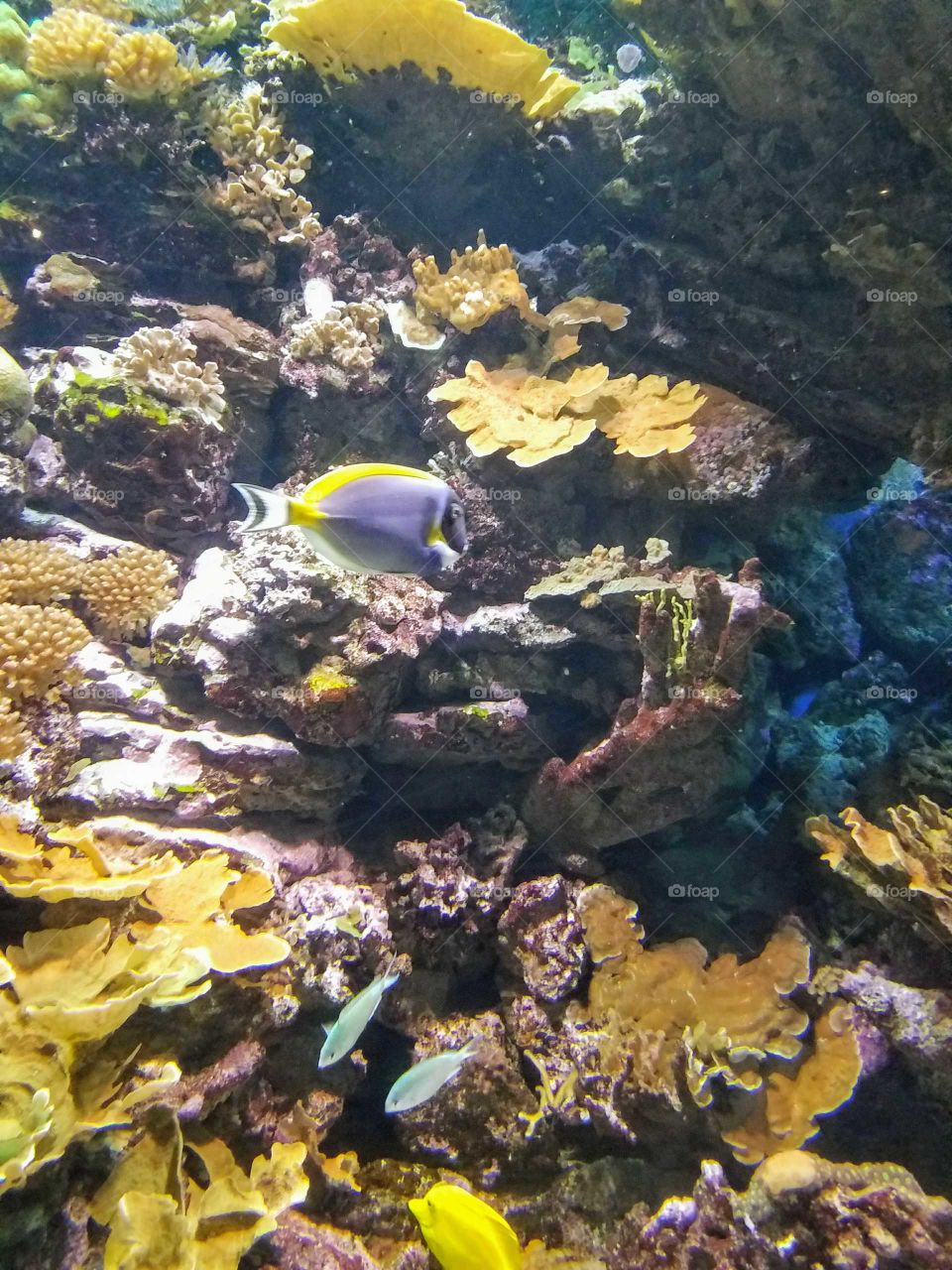 coral aquarium