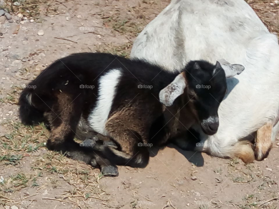 Mammal, No Person, Animal, Cute, Nature