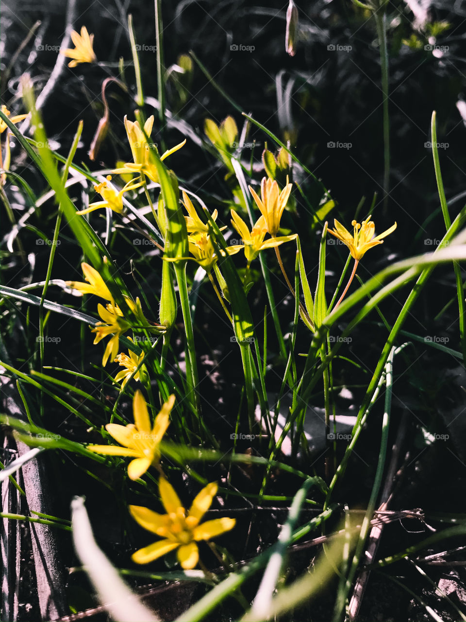 Yellow flowers 