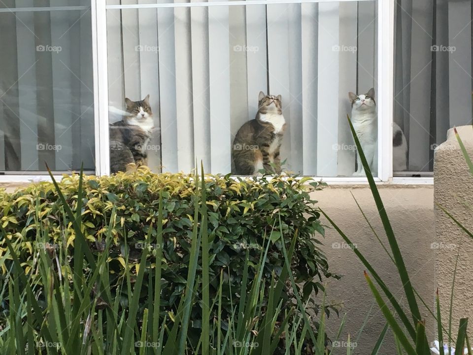 Cats looking at the sky towards a loud aircraft 