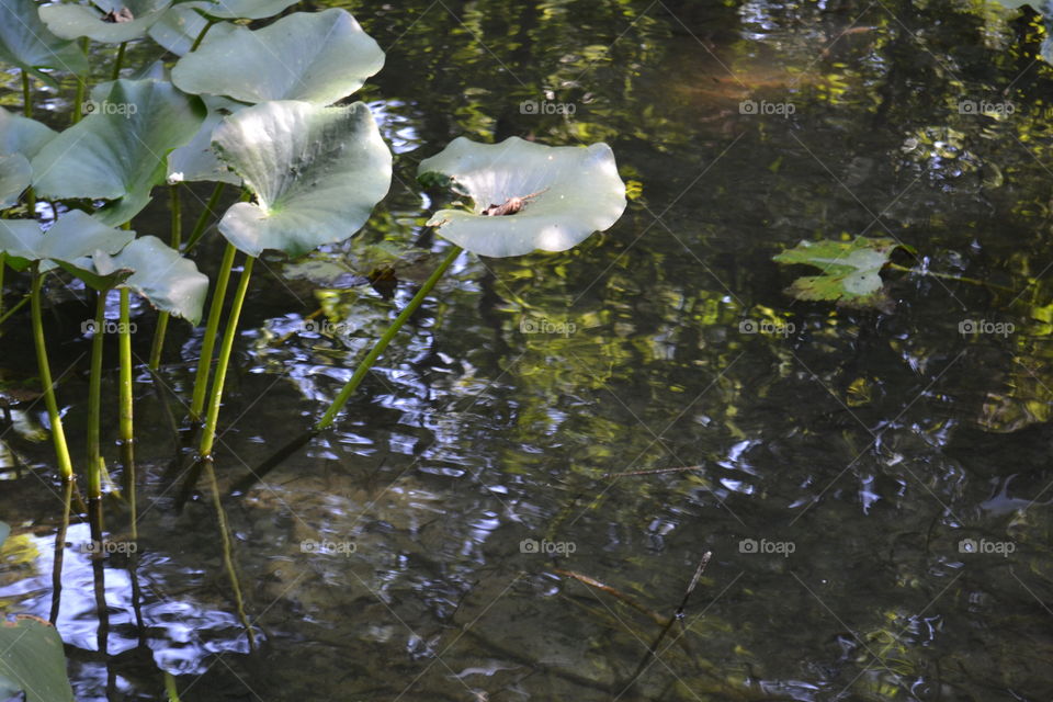 plants in pond